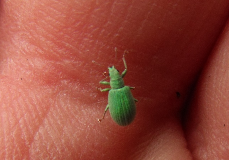 Polydrusus corruscus (cf.) - Curculionidae